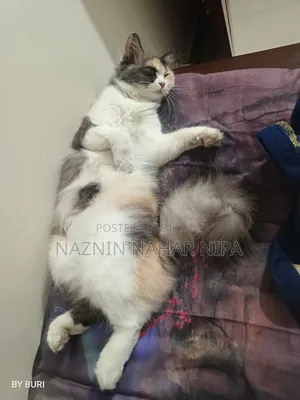 1+ year Female Mixed Breed Persian