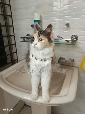 1+ year Female Mixed Breed Persian