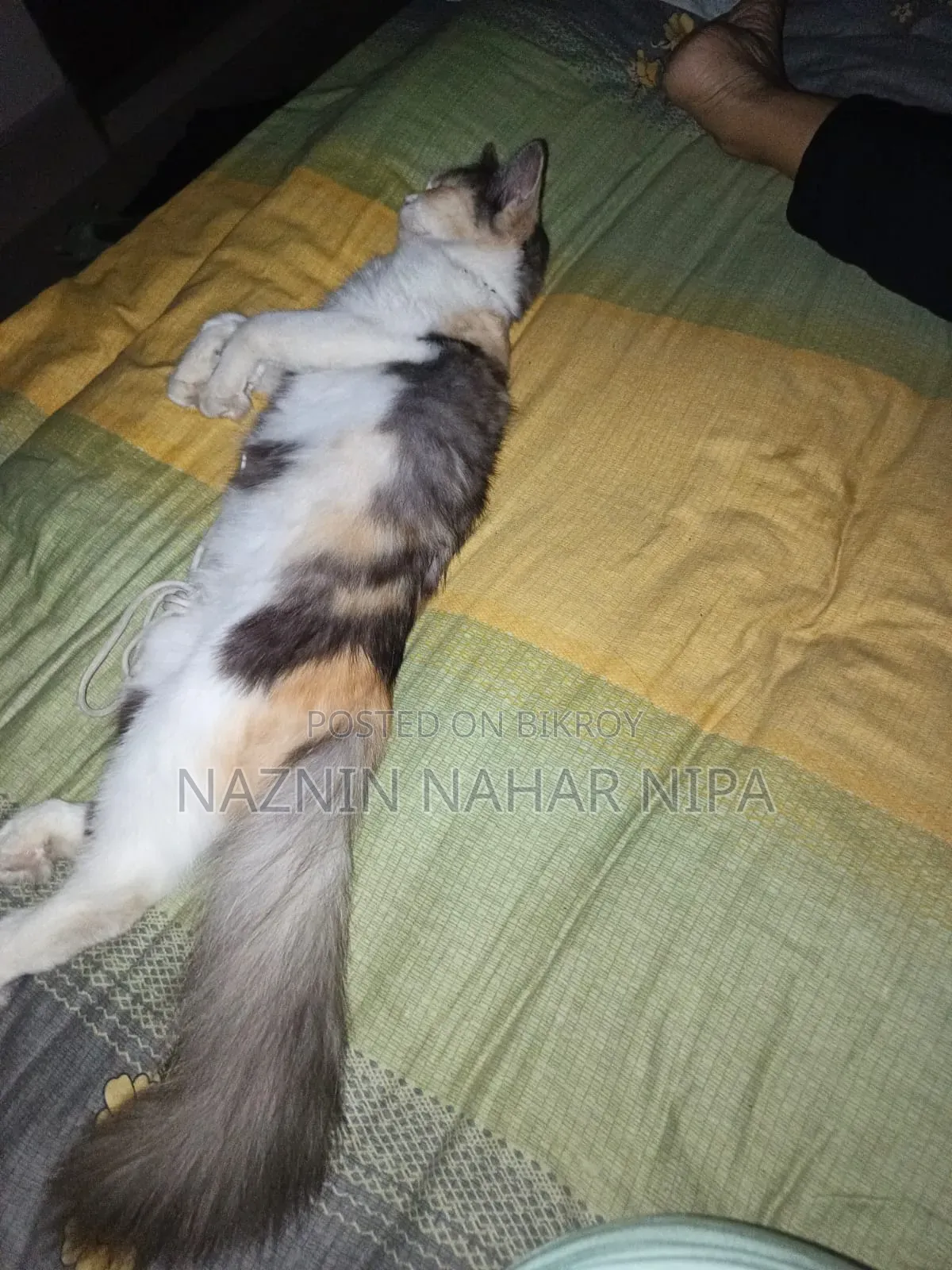 1+ year Female Mixed Breed Persian