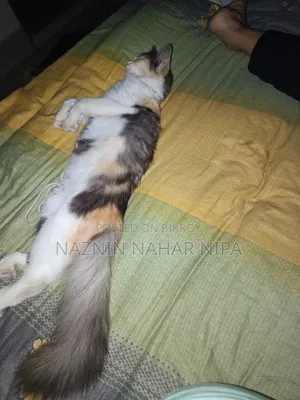 1+ year Female Mixed Breed Persian
