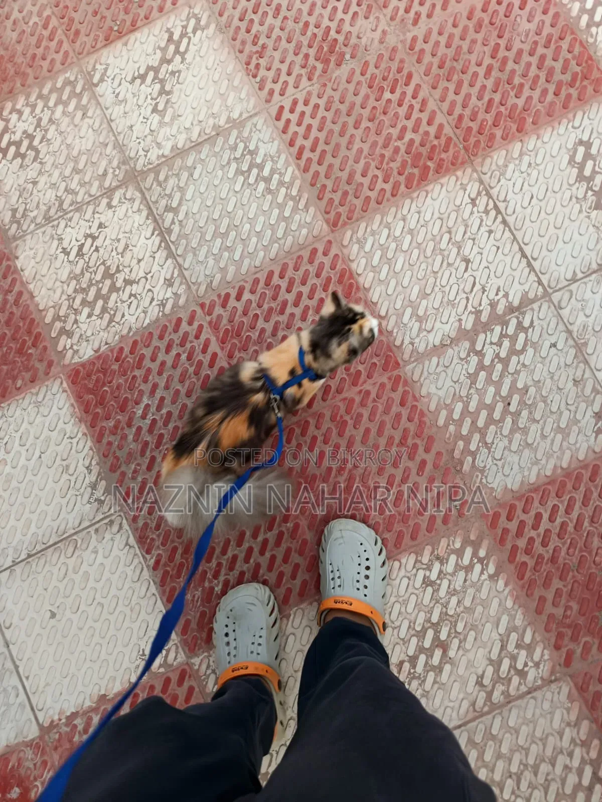 1+ year Female Mixed Breed Persian
