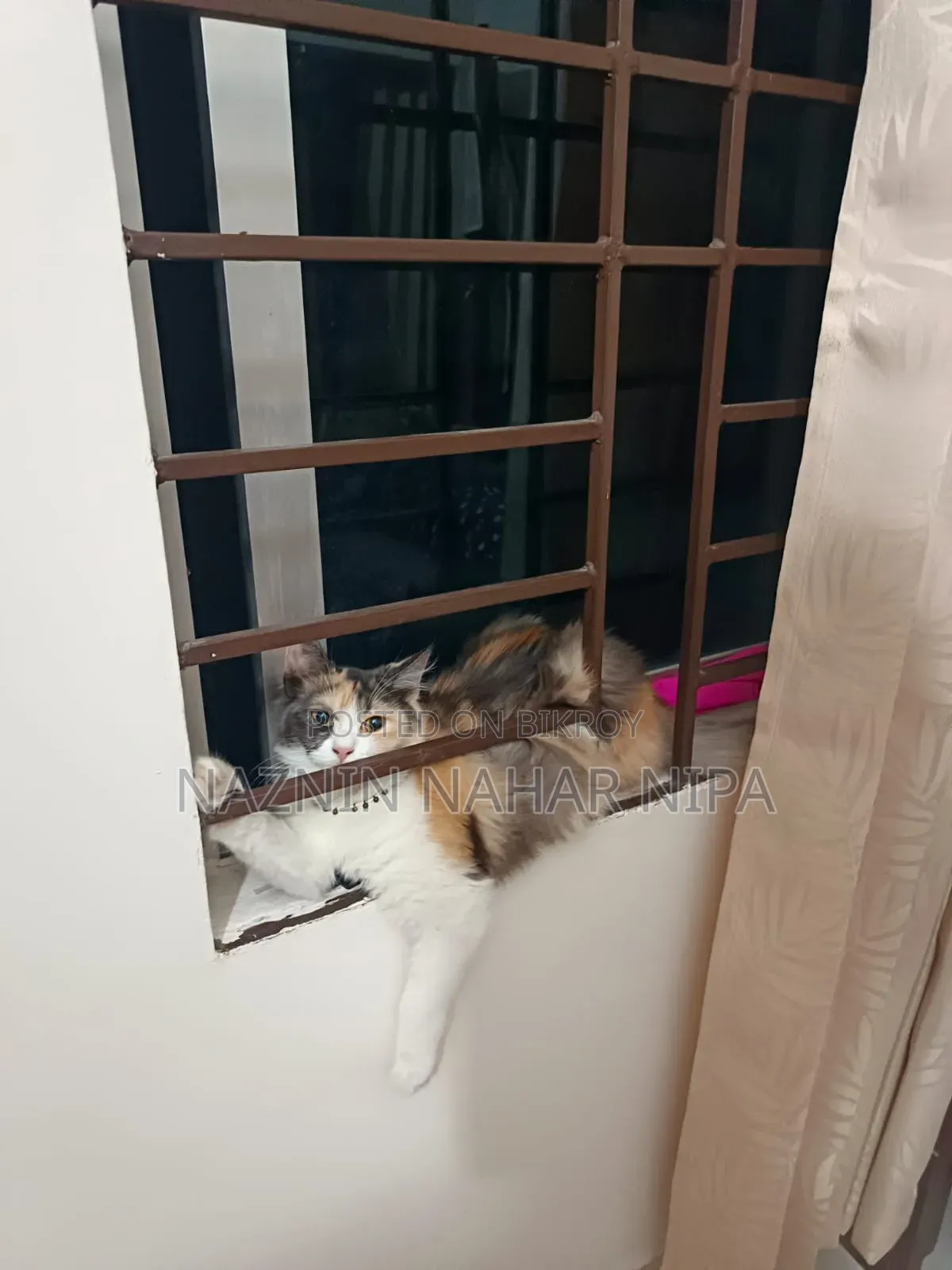 1+ year Female Mixed Breed Persian