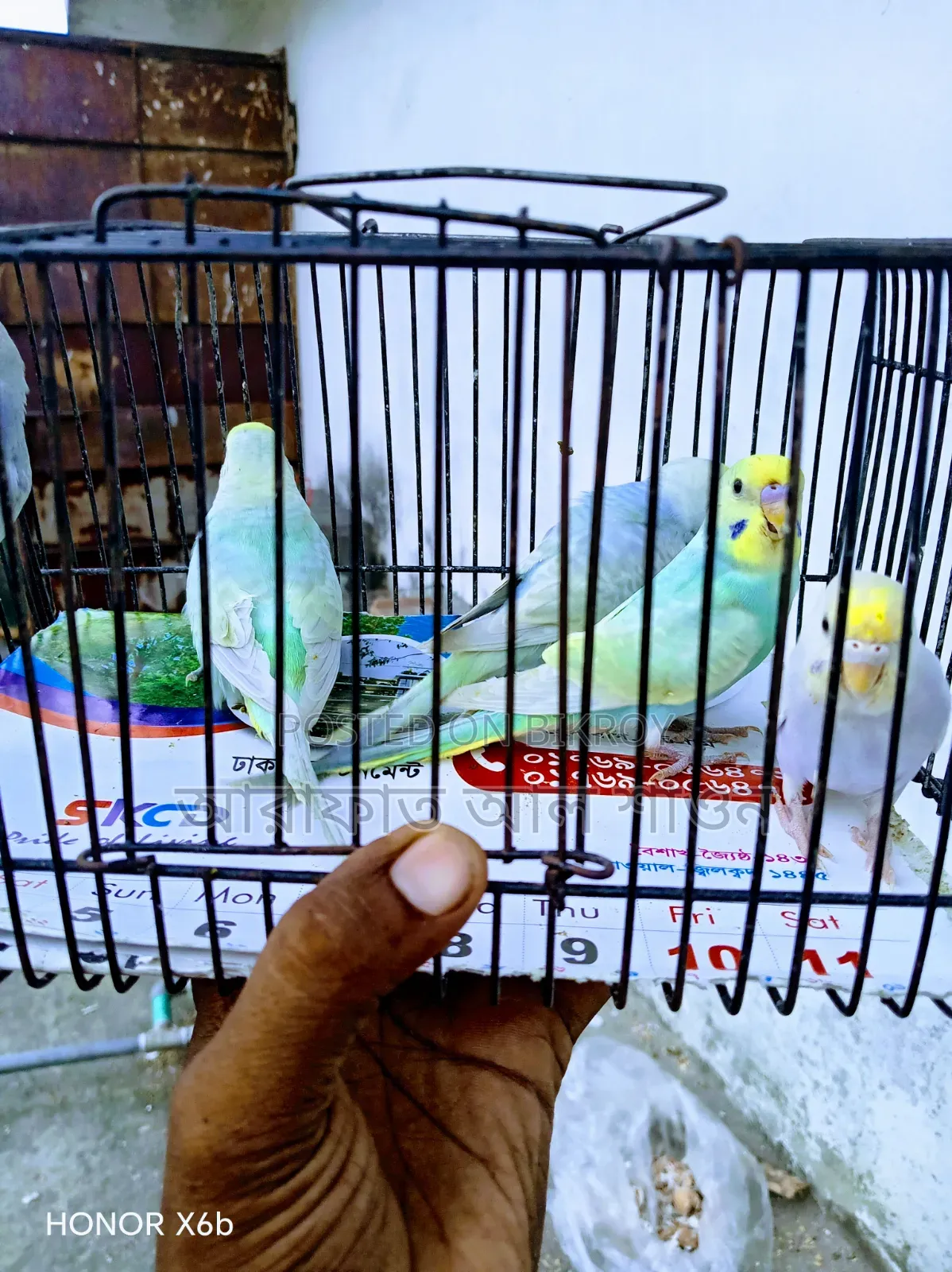 Rainbow Budgerigar Bird Exchange