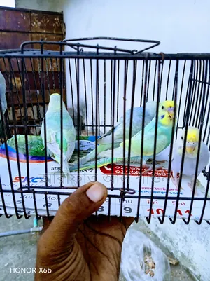 Rainbow Budgerigar Bird Exchange
