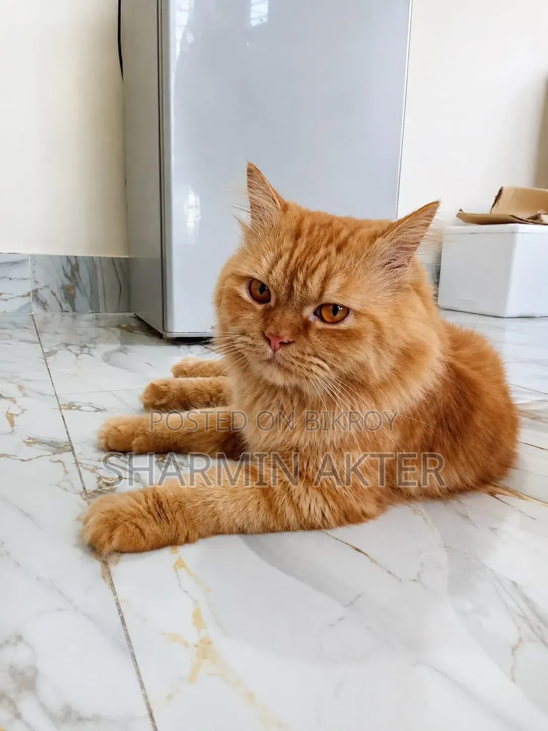 6-12 months Male Purebred Persian