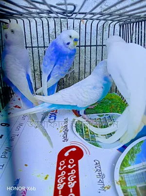 Some running clear wing violet male Fantail pigeons will be sold.