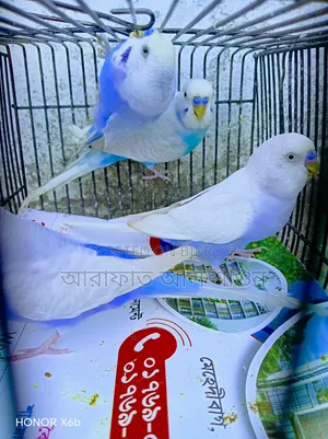 Some running clear wing violet male Fantail pigeons will be sold.