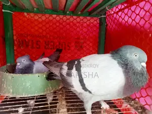 কবুতর বিক্রির জন্য