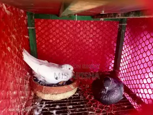 কবুতর বিক্রির জন্য