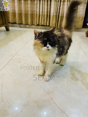 1-3 months Female Purebred Persian