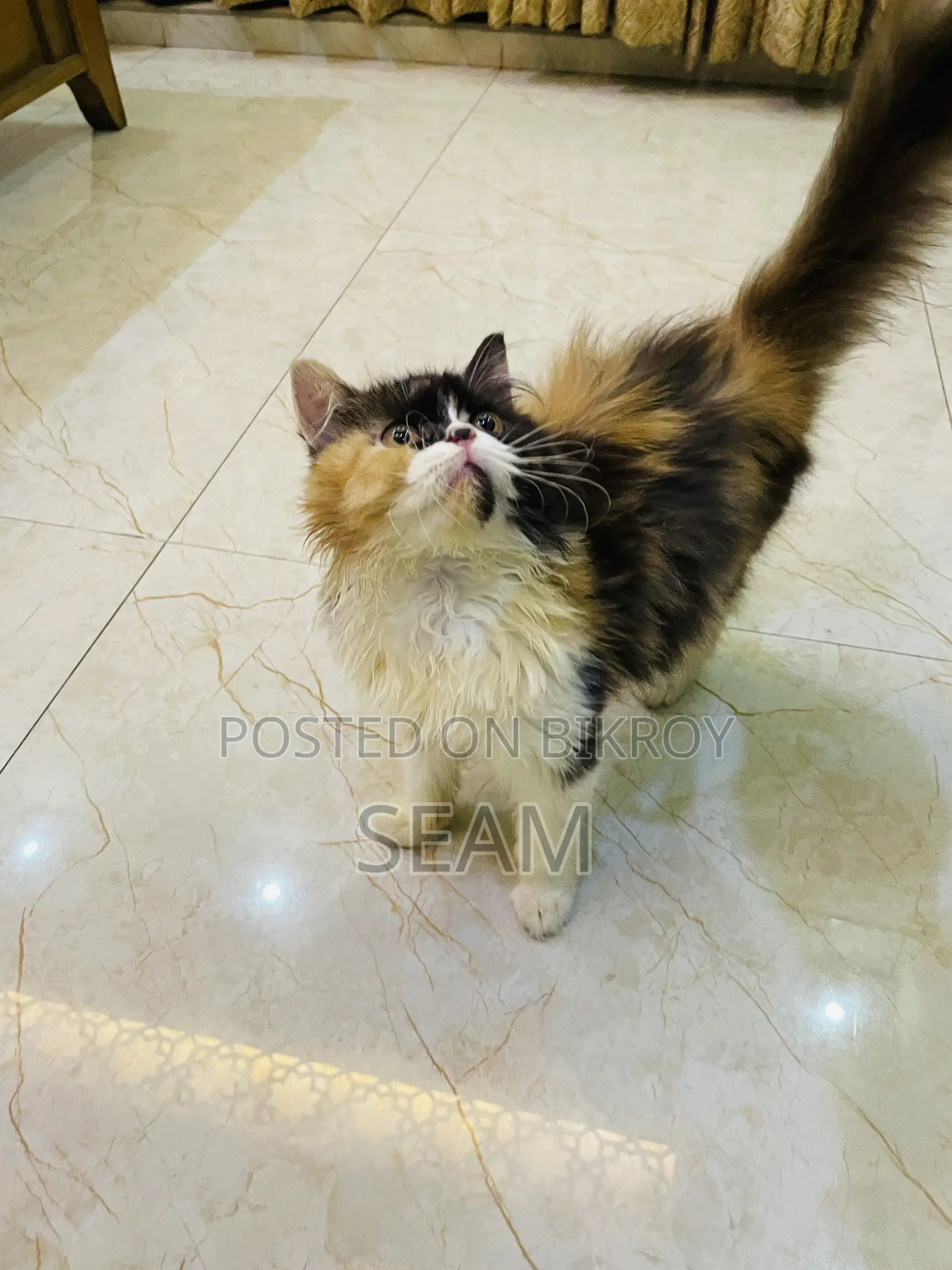 1-3 months Female Purebred Persian