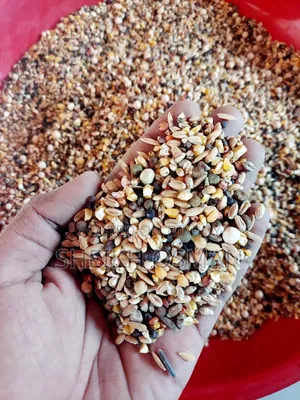 Pigeon Food