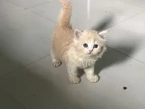 1-3 months Male Purebred Persian