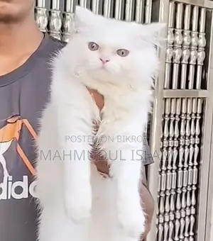 6-12 months Male Purebred Persian