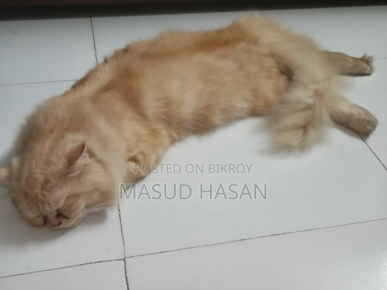 6-12 Months Female Purebred Persian