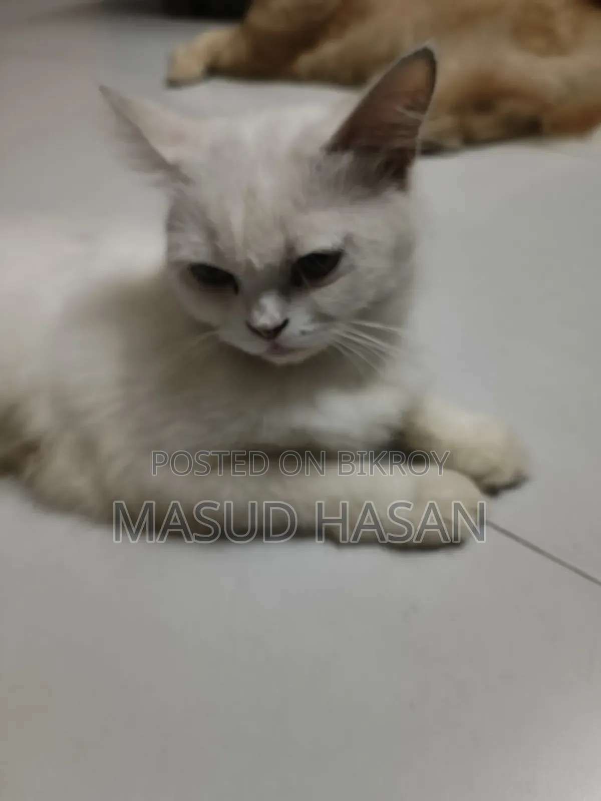 6-12 Months Female Purebred Persian