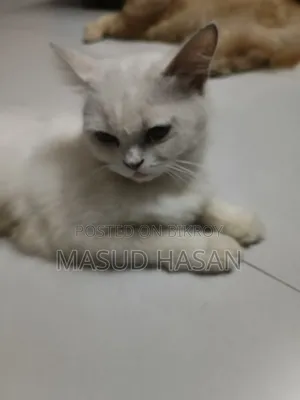 6-12 Months Female Purebred Persian