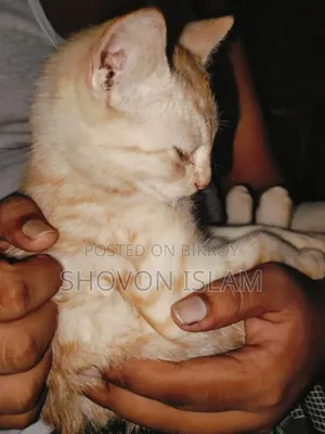 ৩-৬ মাসের পুরুষ খাঁটি পার্সিয়ান বিড়াল