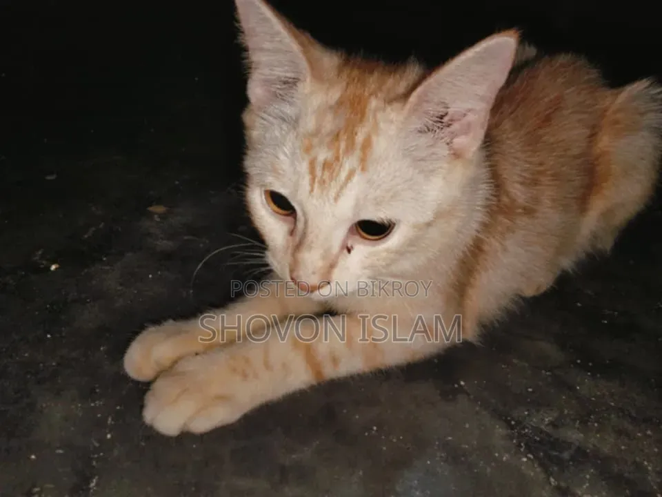 ৩-৬ মাসের পুরুষ খাঁটি পার্সিয়ান বিড়াল