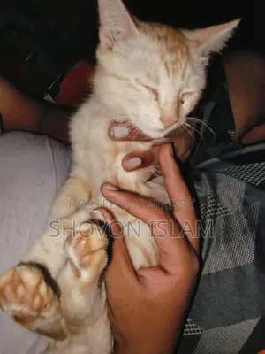 ৩-৬ মাসের পুরুষ খাঁটি পার্সিয়ান বিড়াল