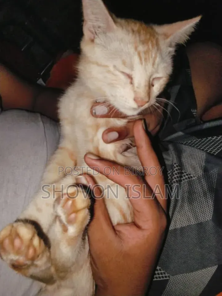 ৩-৬ মাসের পুরুষ খাঁটি পার্সিয়ান বিড়াল