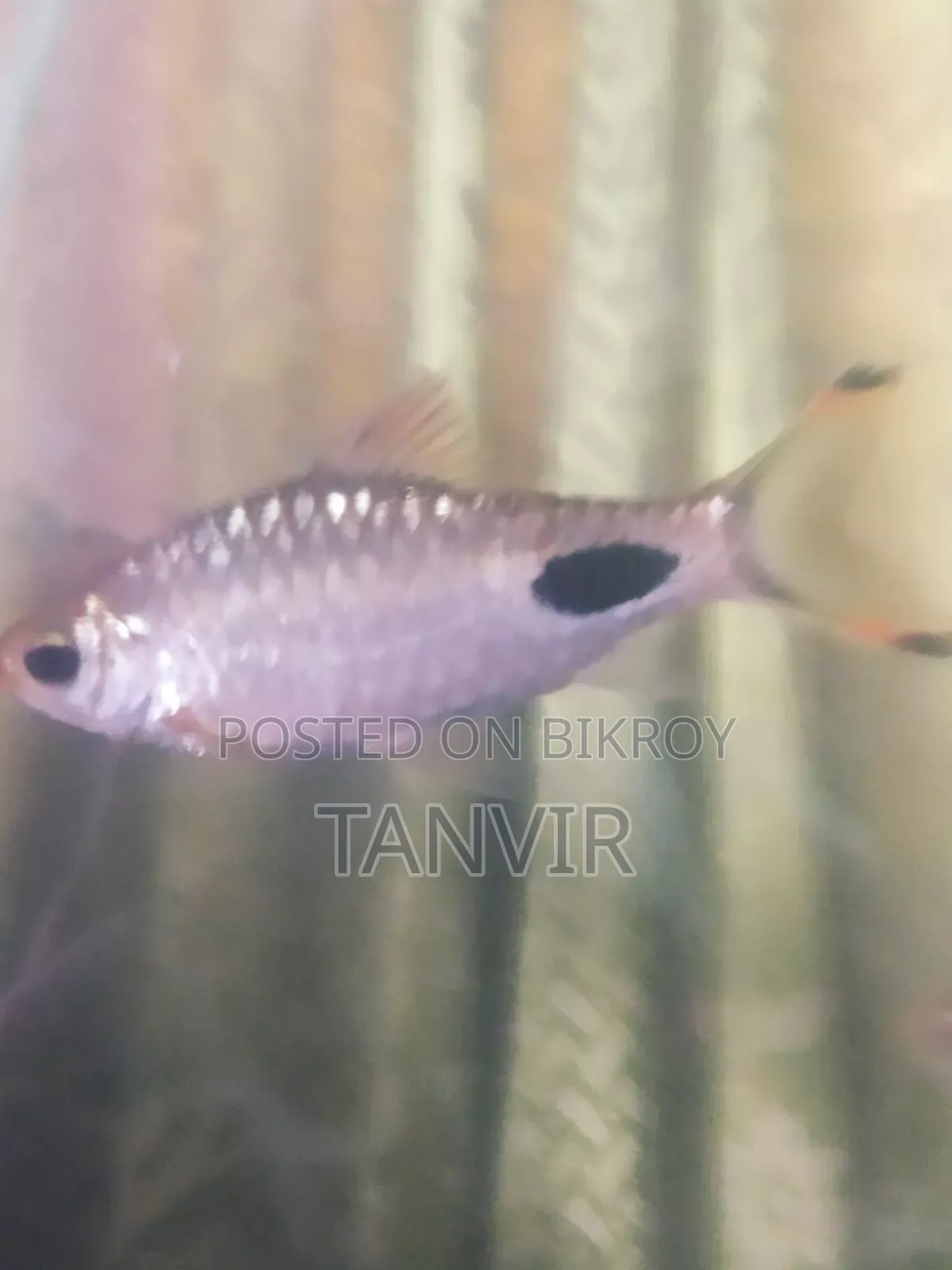 Maska Barb