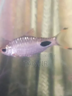 Maska Barb