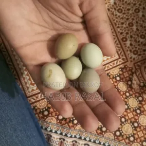 King Quail hatching eggs