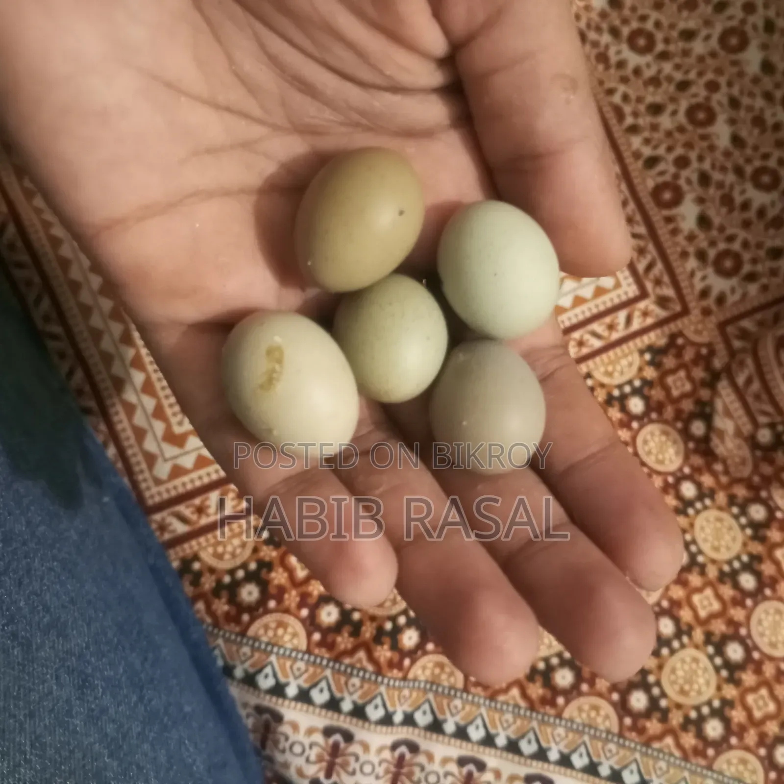 King Quail hatching eggs