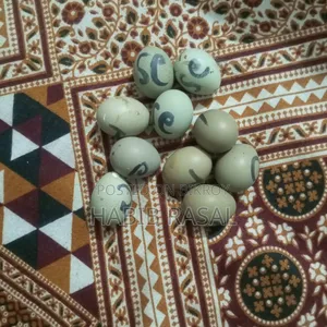 King Quail hatching eggs