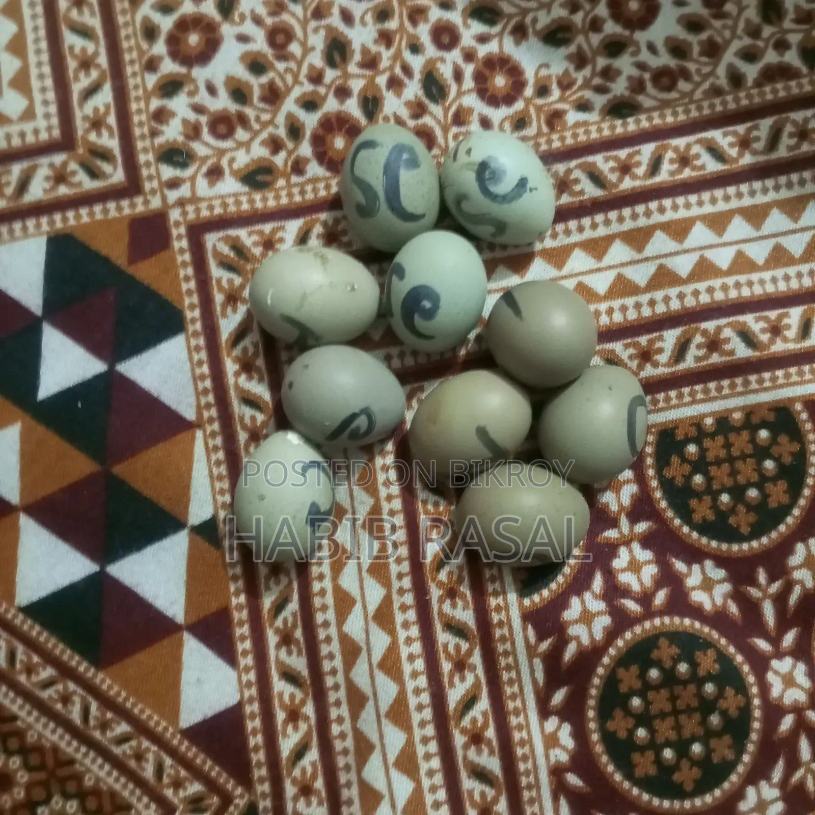 King Quail hatching eggs