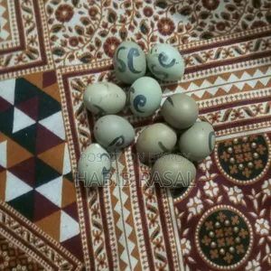 King Quail hatching eggs