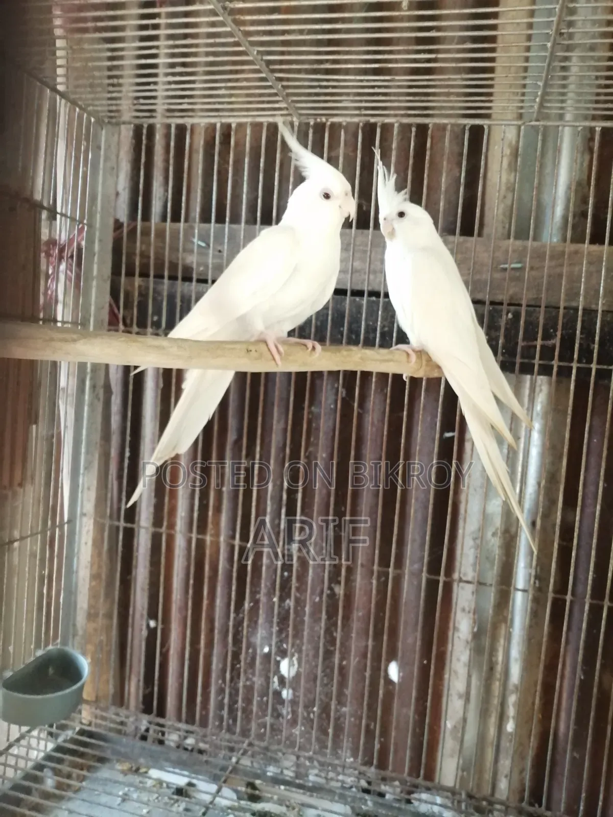 রানিং পেয়ার