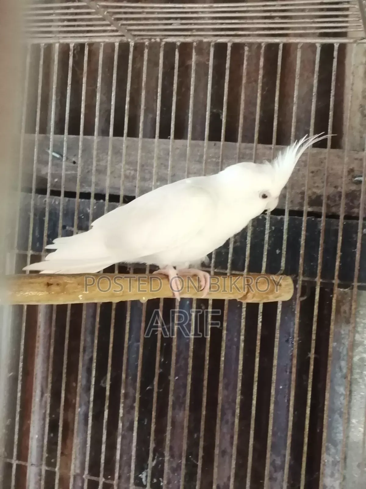 রানিং পেয়ার