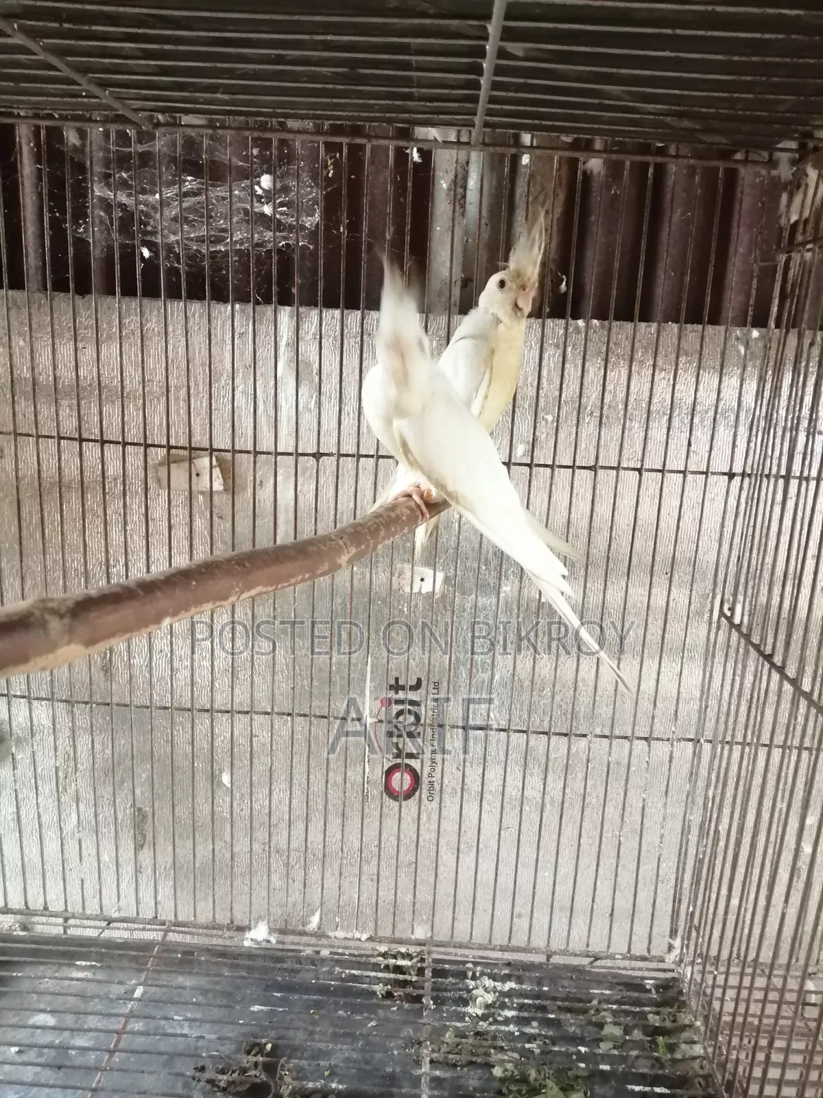রানিং পেয়ার