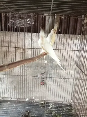 রানিং পেয়ার