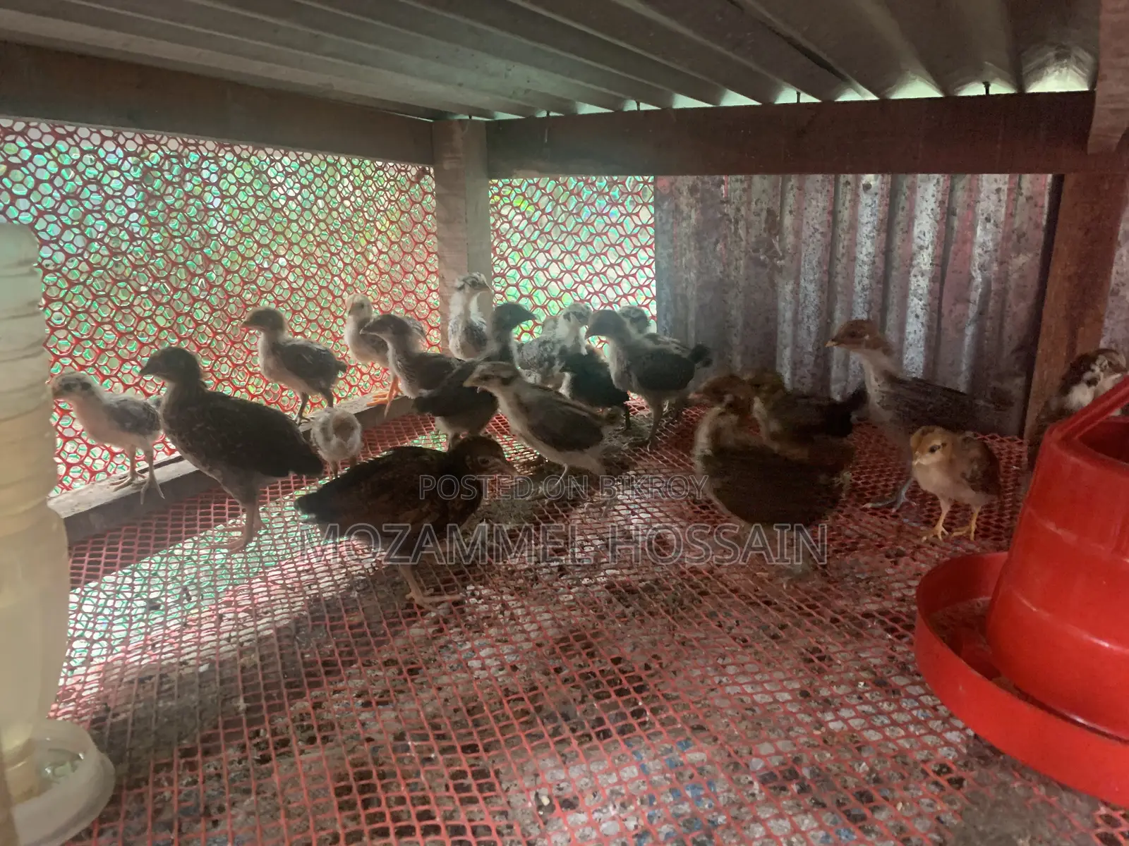 Fayomi Chicken Chicks