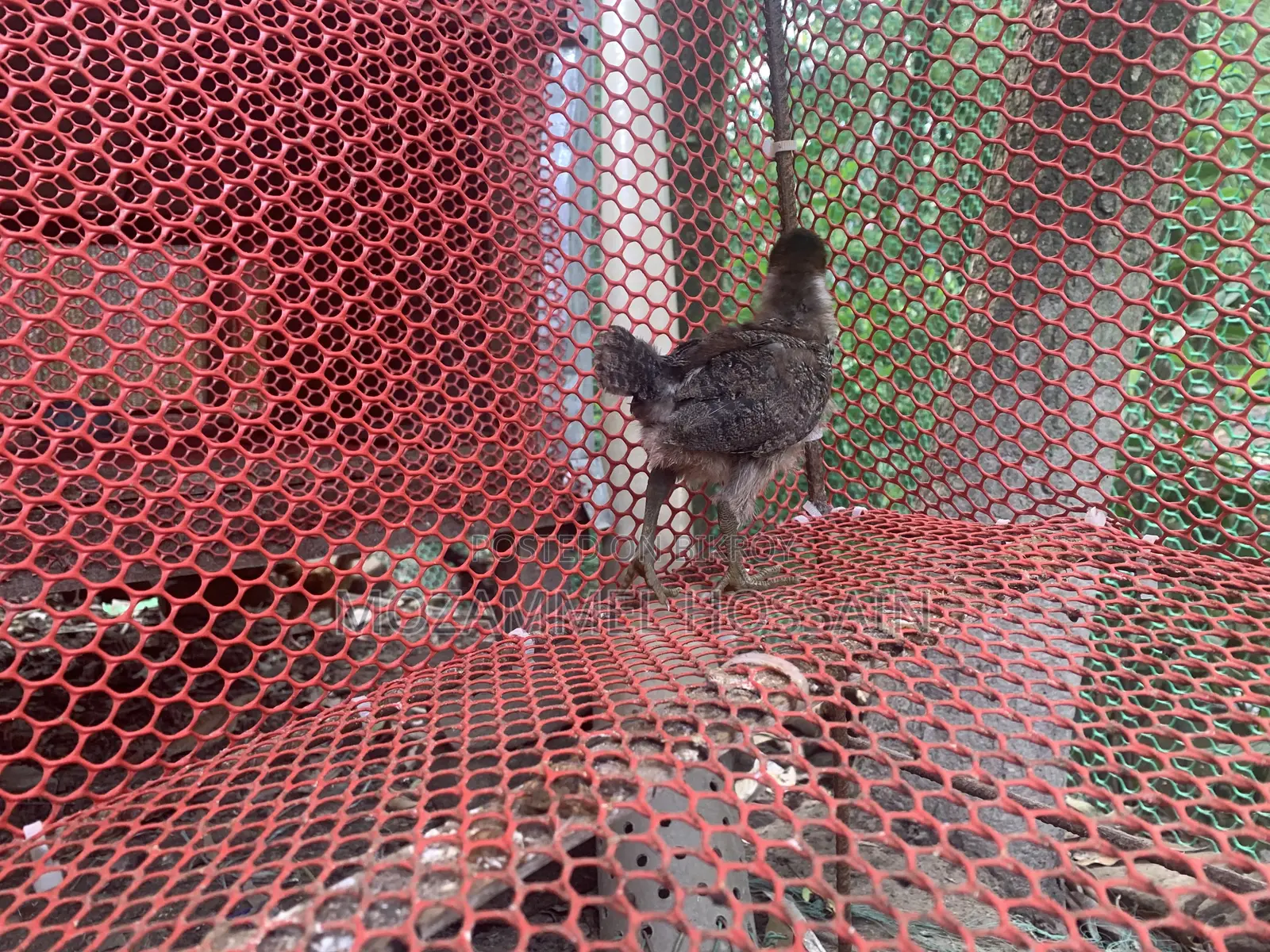 Fayomi Chicken Chicks