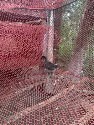 Fayomi Chicken Chicks