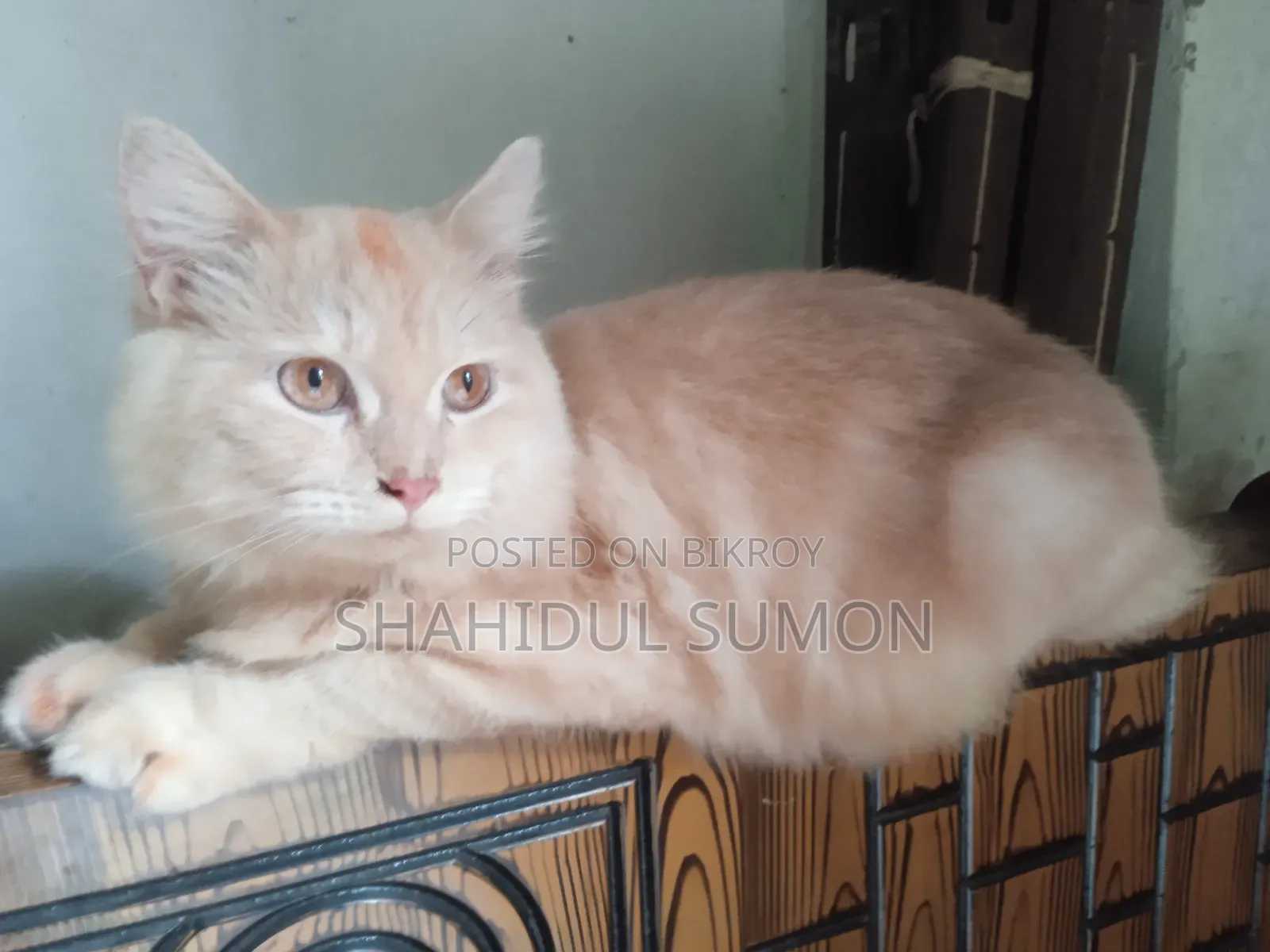 1+ year Male Purebred Persian