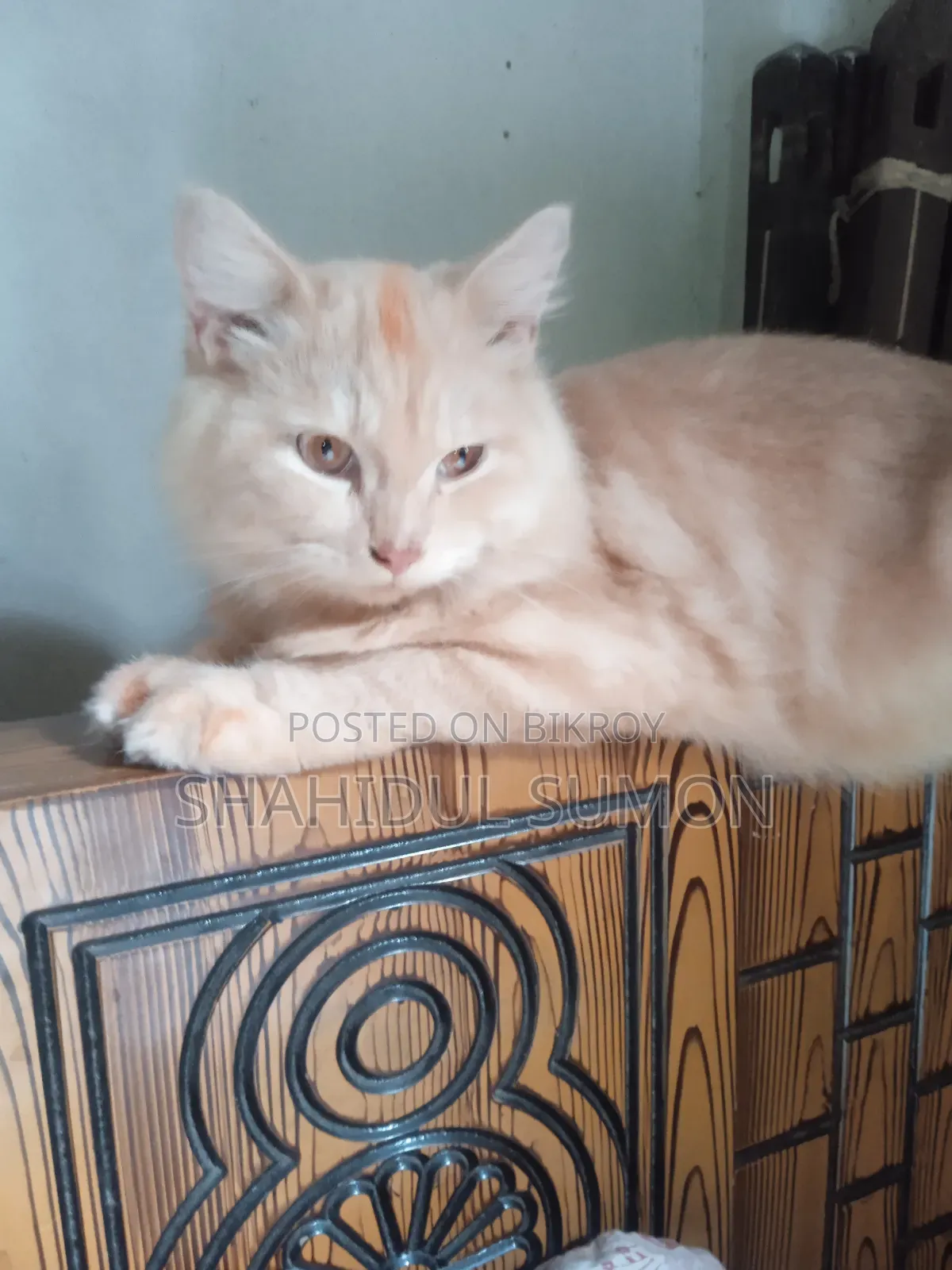 1+ year Male Purebred Persian
