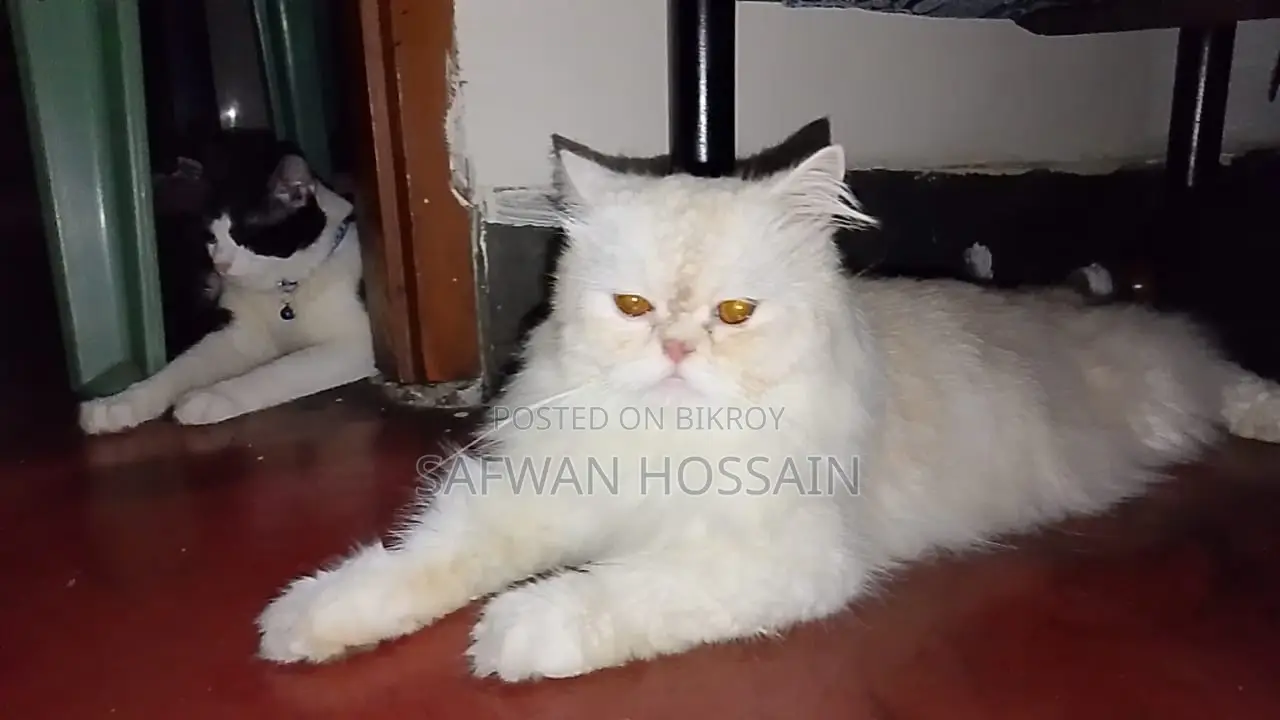 1+ year Male Purebred Persian Cat