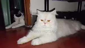 1+ year Male Purebred Persian Cat