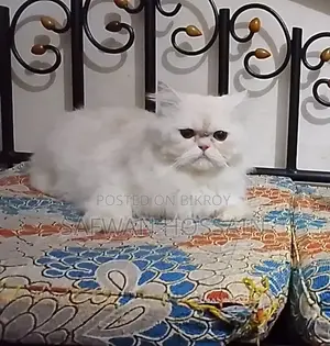1+ year Male Purebred Persian Cat