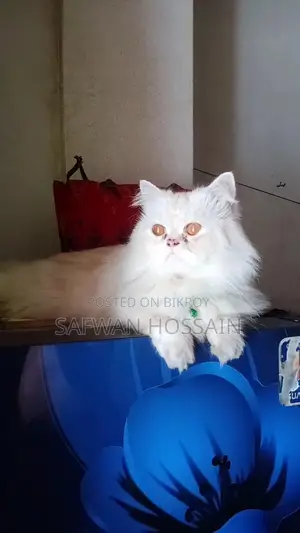 1+ year Male Purebred Persian Cat