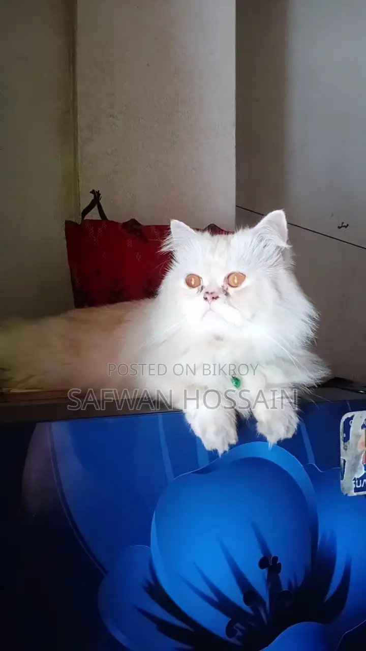 1+ year Male Purebred Persian Cat