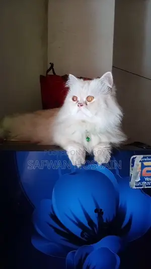 1+ year Male Purebred Persian Cat