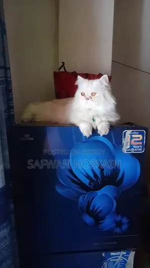 1+ year Male Purebred Persian Cat