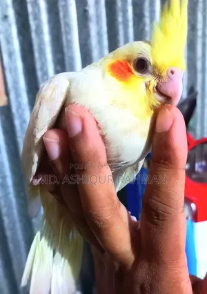 Lutino hand-feed baby.