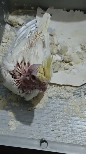 Cockatiel Tamed Baby